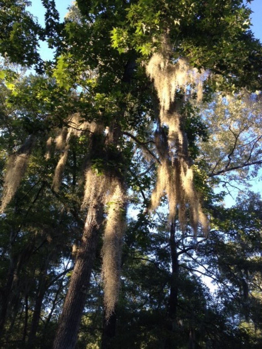 Spanish Moss is everywhere. Clinging to the limbs of trees and waving slowly in the breeze.