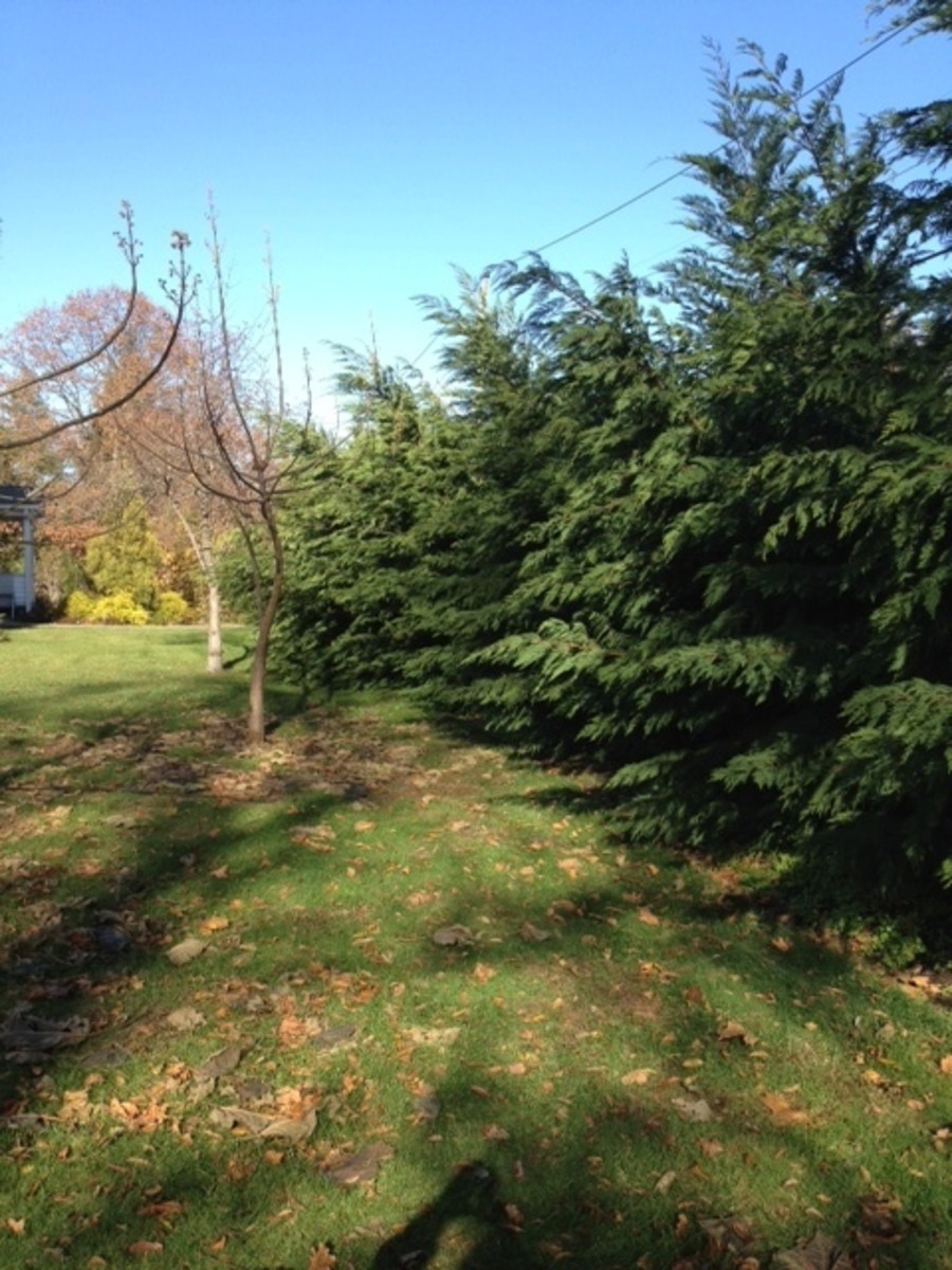 trees-for-privacy-and-beauty-the-leyland-cypress-tree