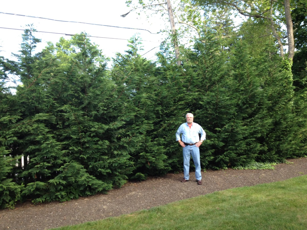 trees-for-privacy-and-beauty-the-leyland-cypress-tree