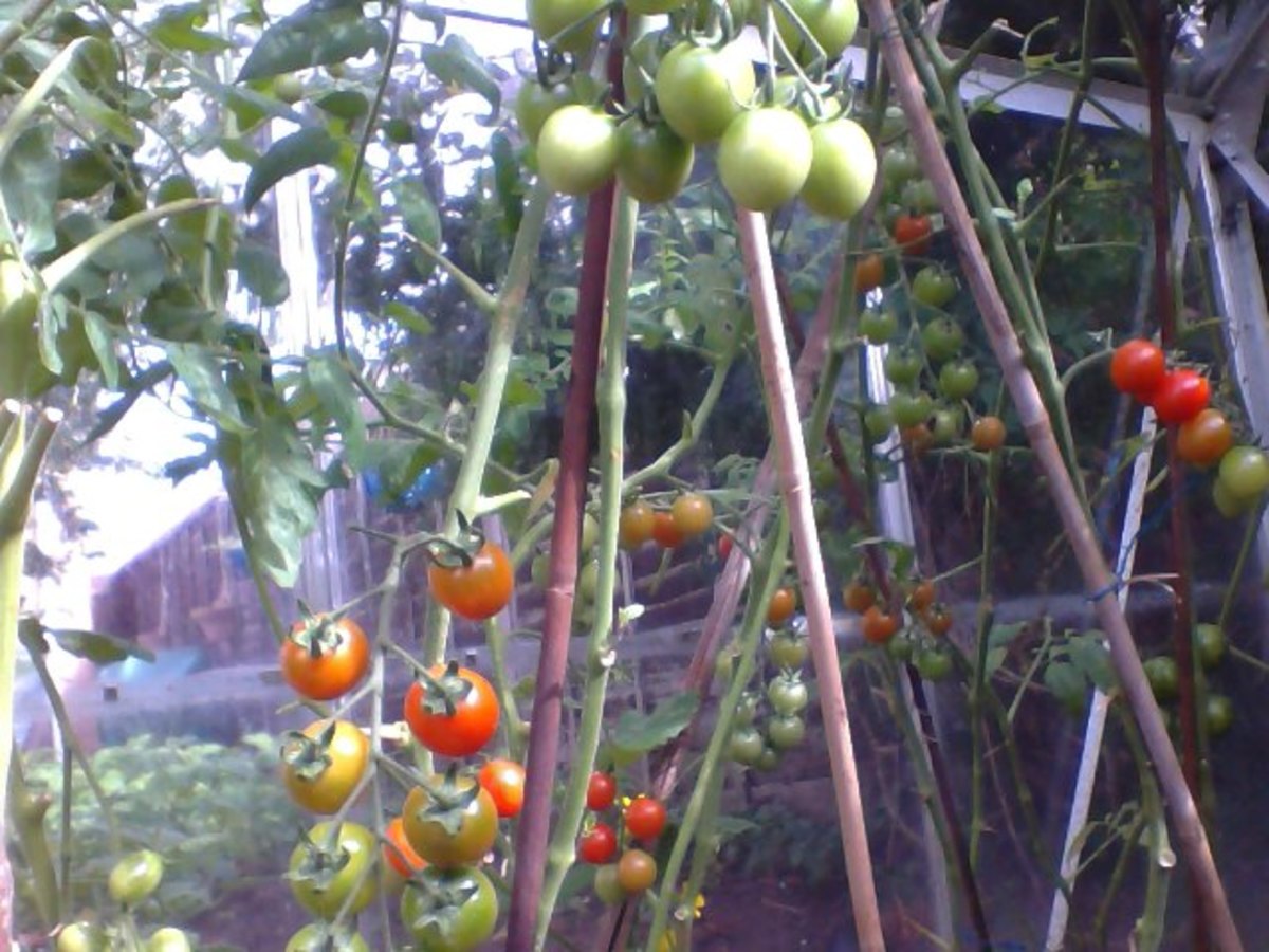 Ripening cherry tomatoes
