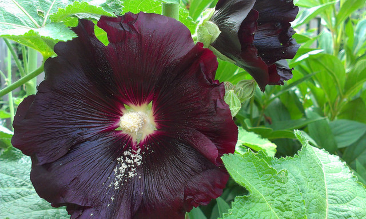 17 Mind-blowing Facts About Alcea Rosea 