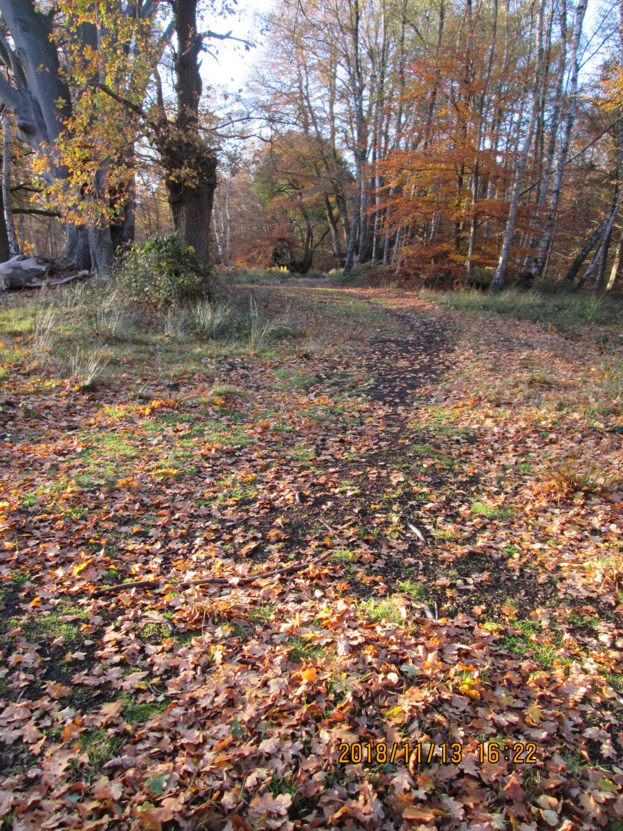 Pathway - partly covered by fallen leaves, tracks are made harder to follow at this time of year. Those who use the paths regularly know the twists and turns to the road at the bottom of the hill. With bare trees you can see where you're going anyway
