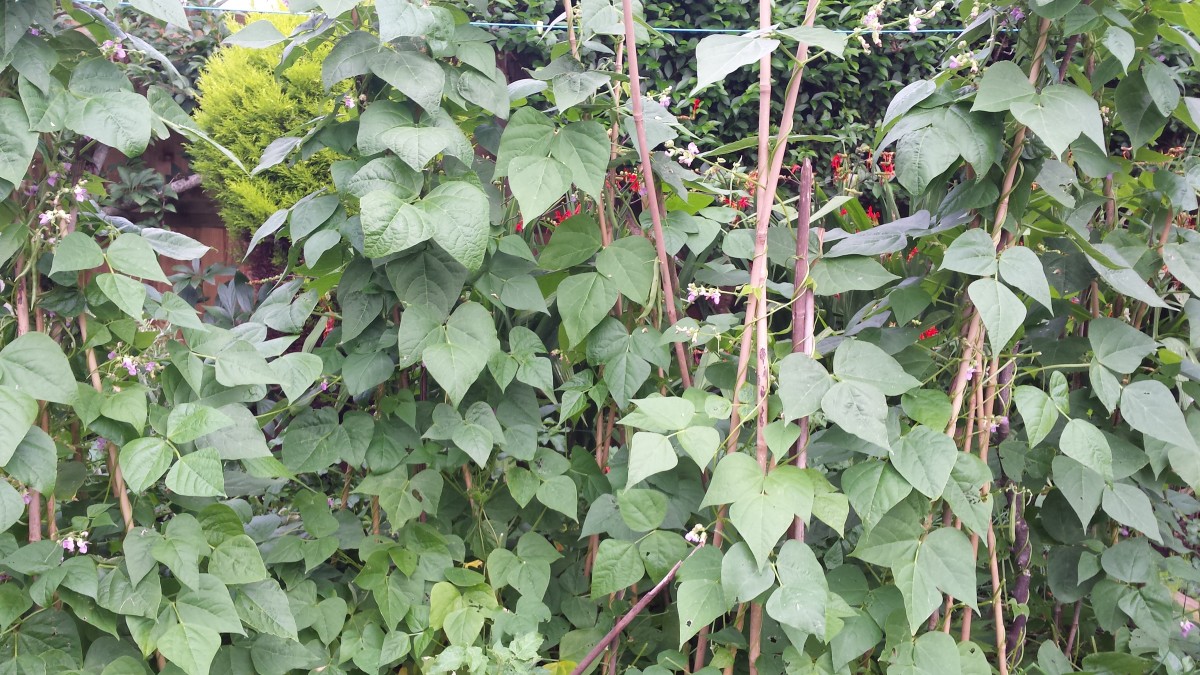 Here's what the climbing beans look like growing in my raised bed.