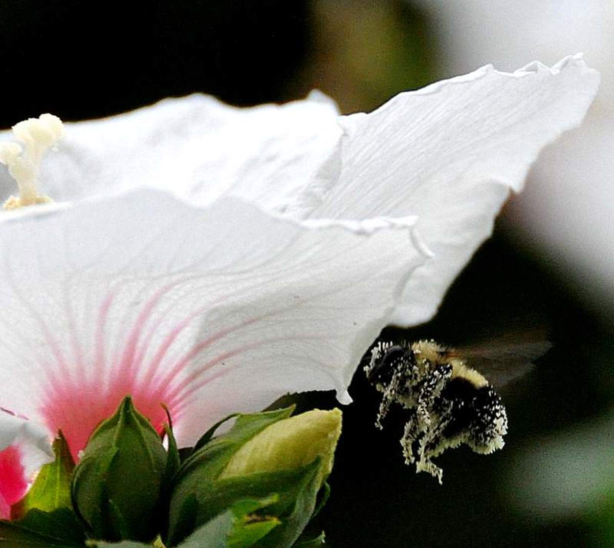 Bumble Bee, covered with pollen from what I am guessing is some kind of Hibiscus.