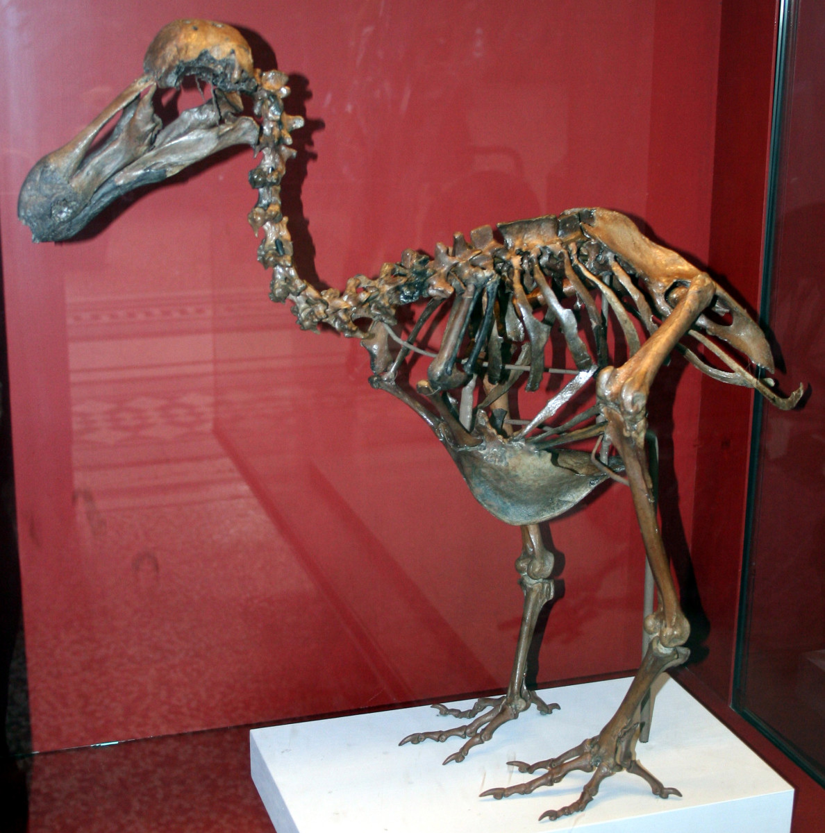 Dodo - Now, all we have our the dodo's fossils. 
