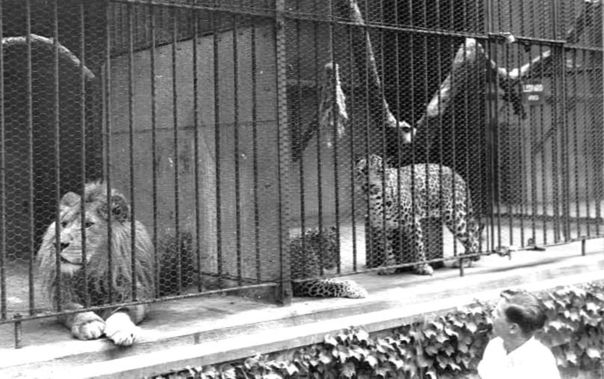 The House of David HubPages