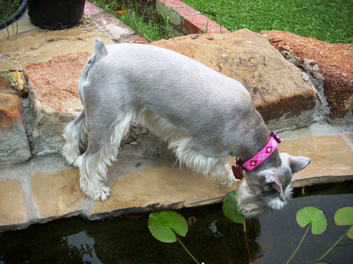 the-way-of-the-terrier-or-life-with-a-miniature-schnauzer