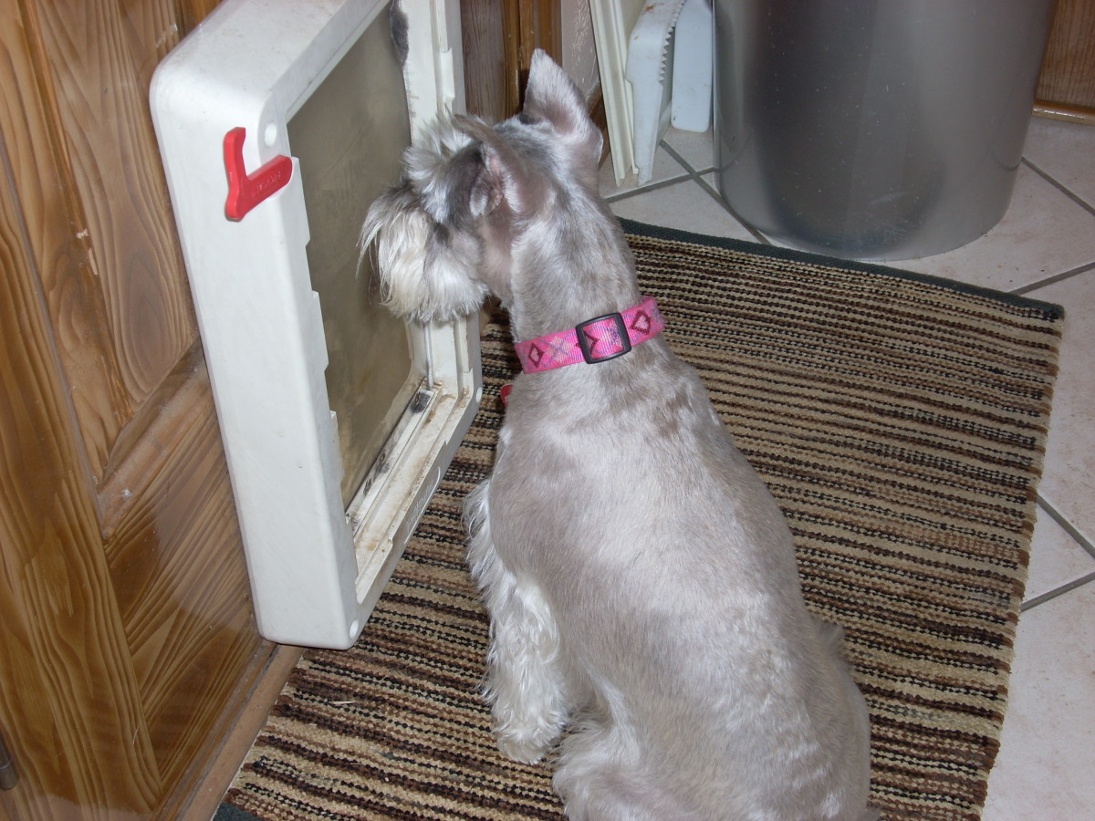 the-way-of-the-terrier-or-life-with-a-miniature-schnauzer
