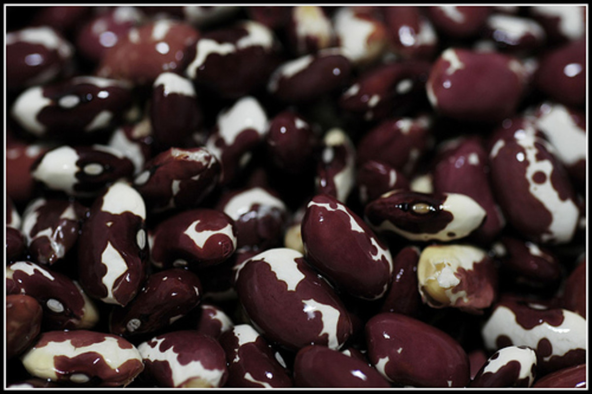 anasazi beans
