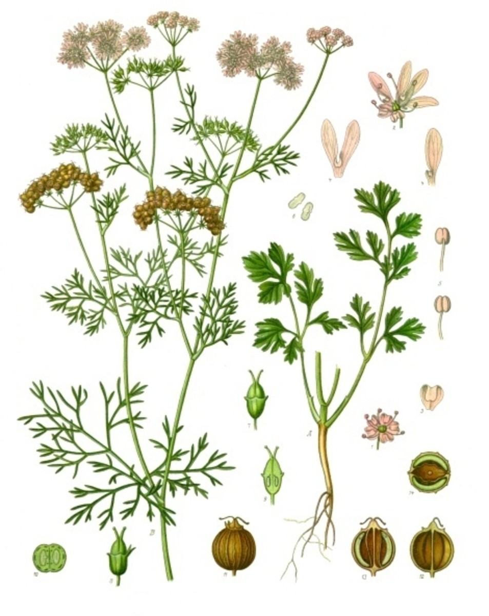 Benefits and Allergy to Cilantro and Coriander HubPages