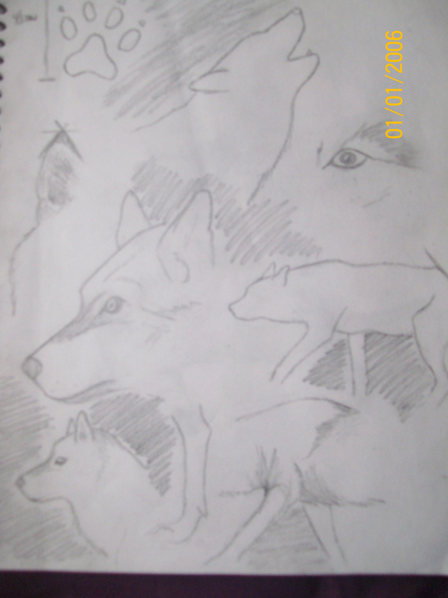 Drawing Wolves