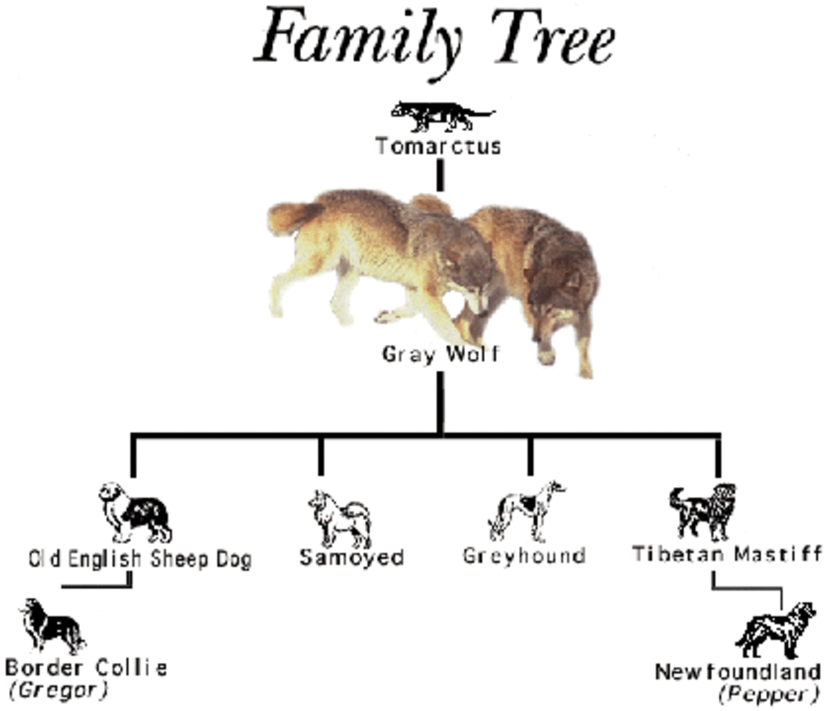 Canine Ancestry