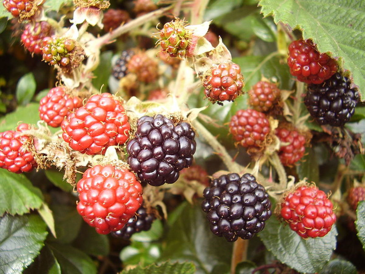 Common Blackberry (Rubus Fruticosus), showing the ripening fruit, at an early August stage.