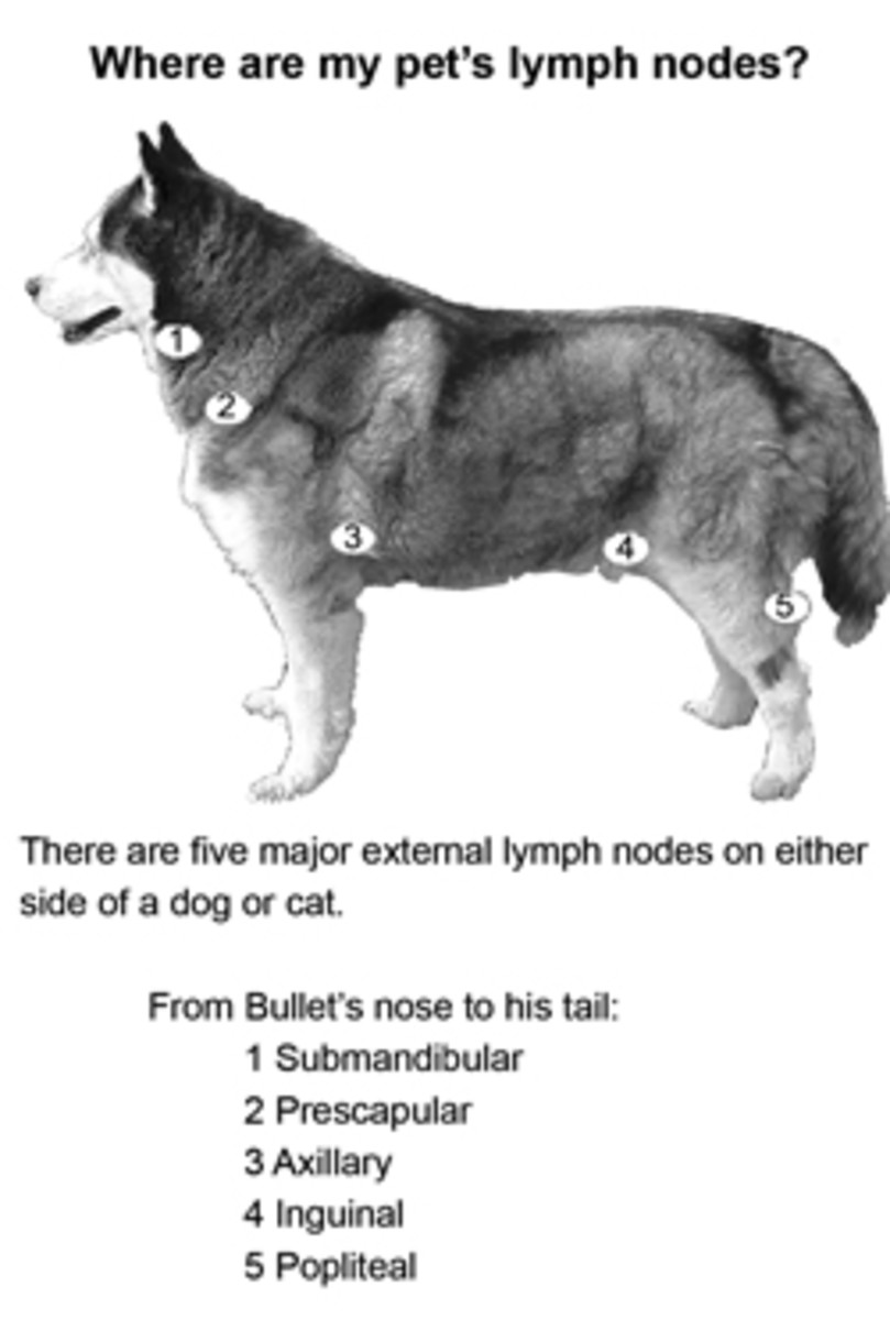 Лимфатическая система собаки схема