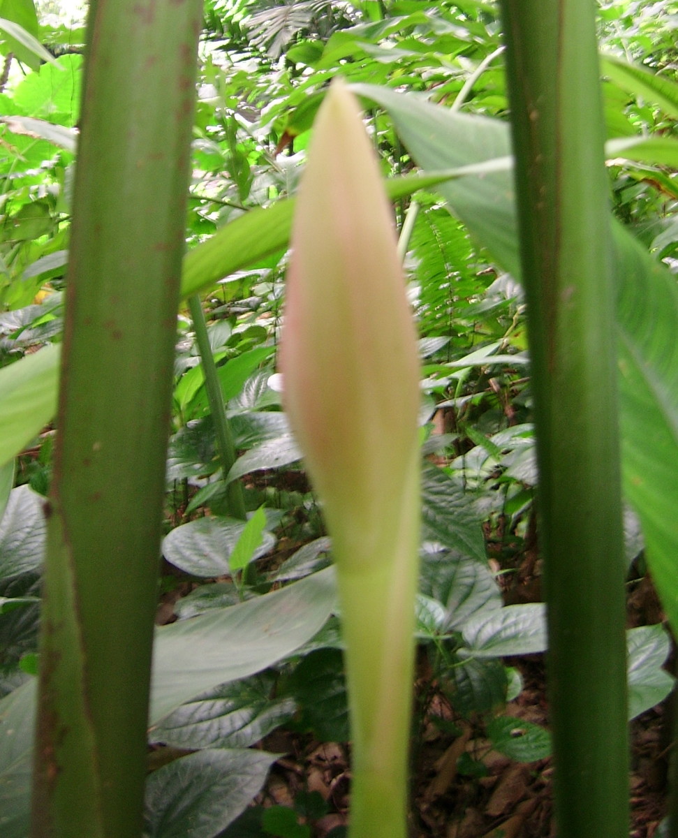 "Bunga kantan" / Torch Ginger (Etlingera Elatior). For cooking, the pale pink bud is picked when it's tightly folded, as in this picture. The bud is fragrant, with a slightly tangy taste. In Malaysia and Singapore, "bunga kantan" is added to dishes l