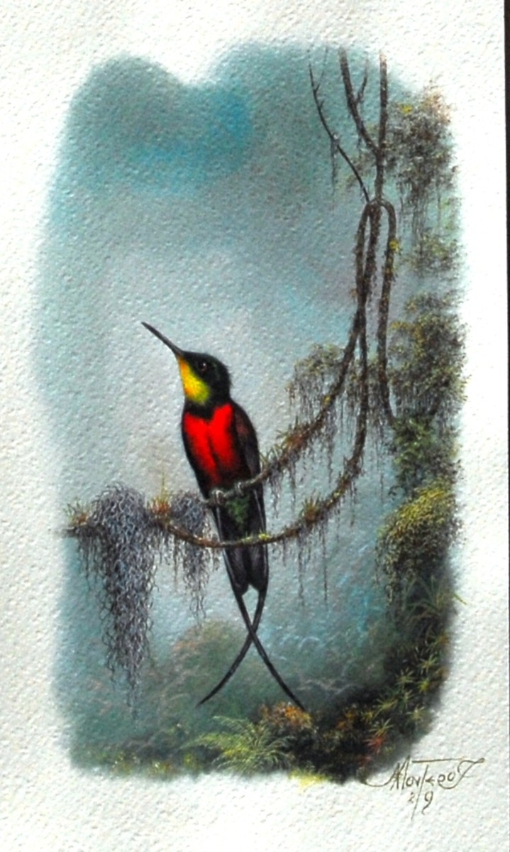 Montero's hummingbird captured in vibrant colour.