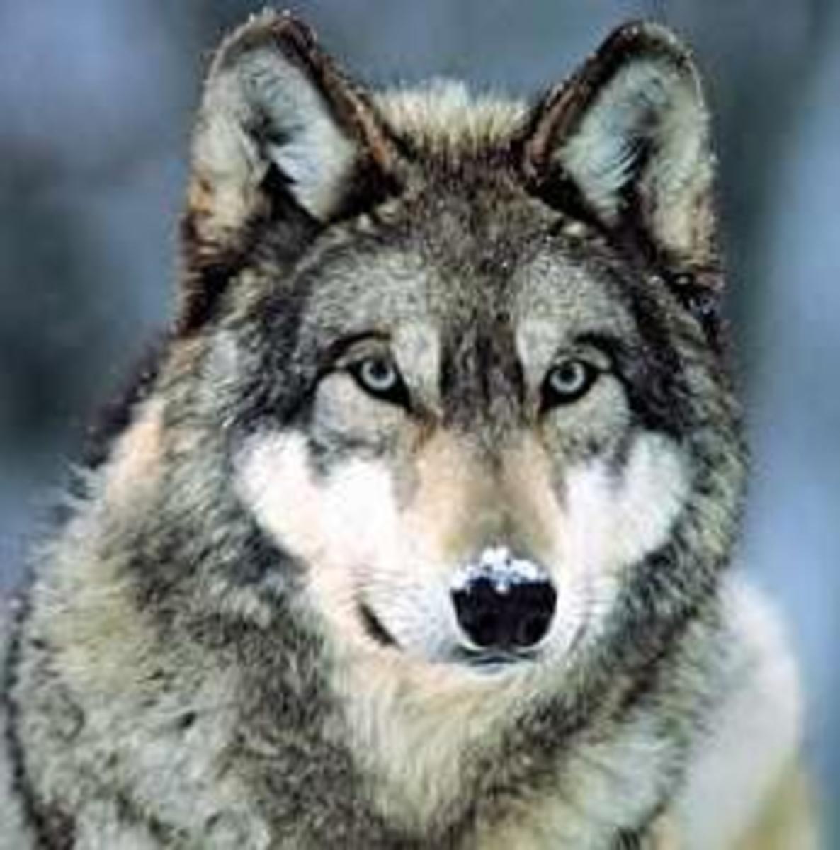 Gray Wolf 