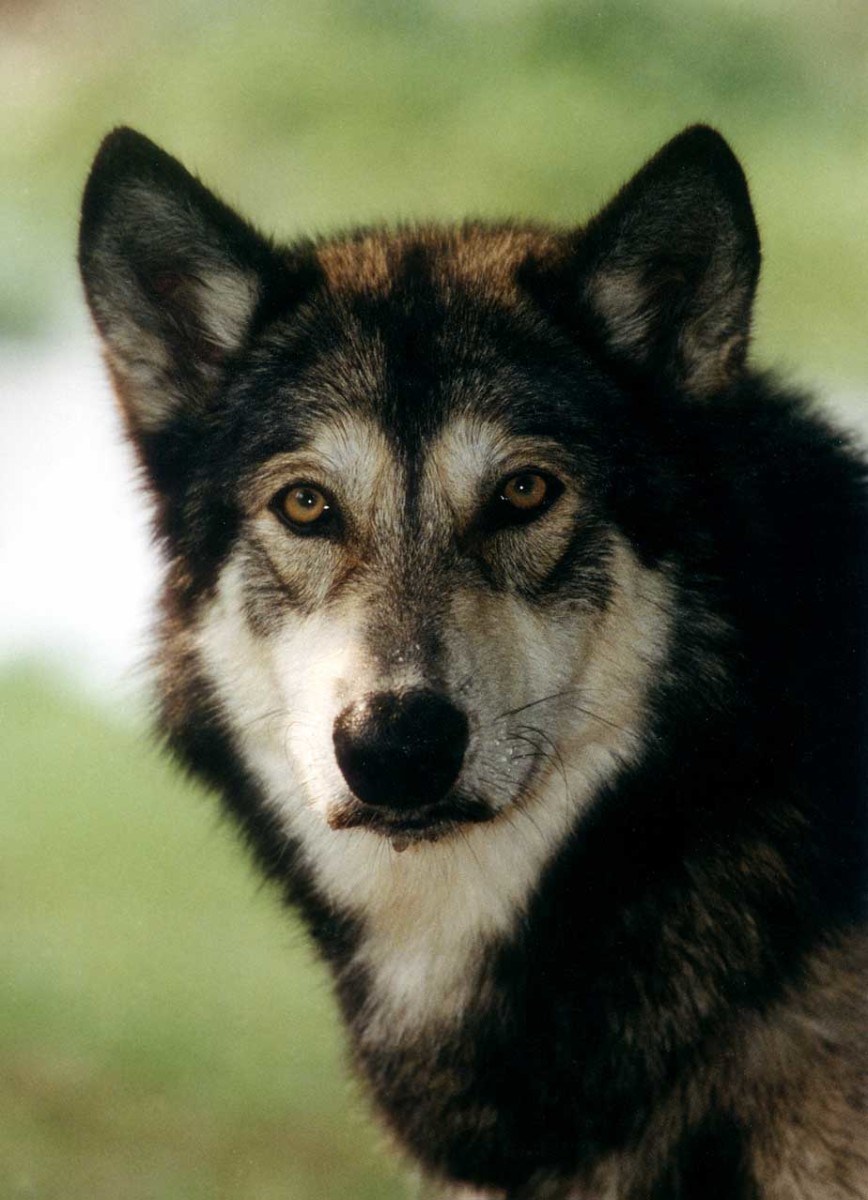 Wolf Dog Hybrids HubPages