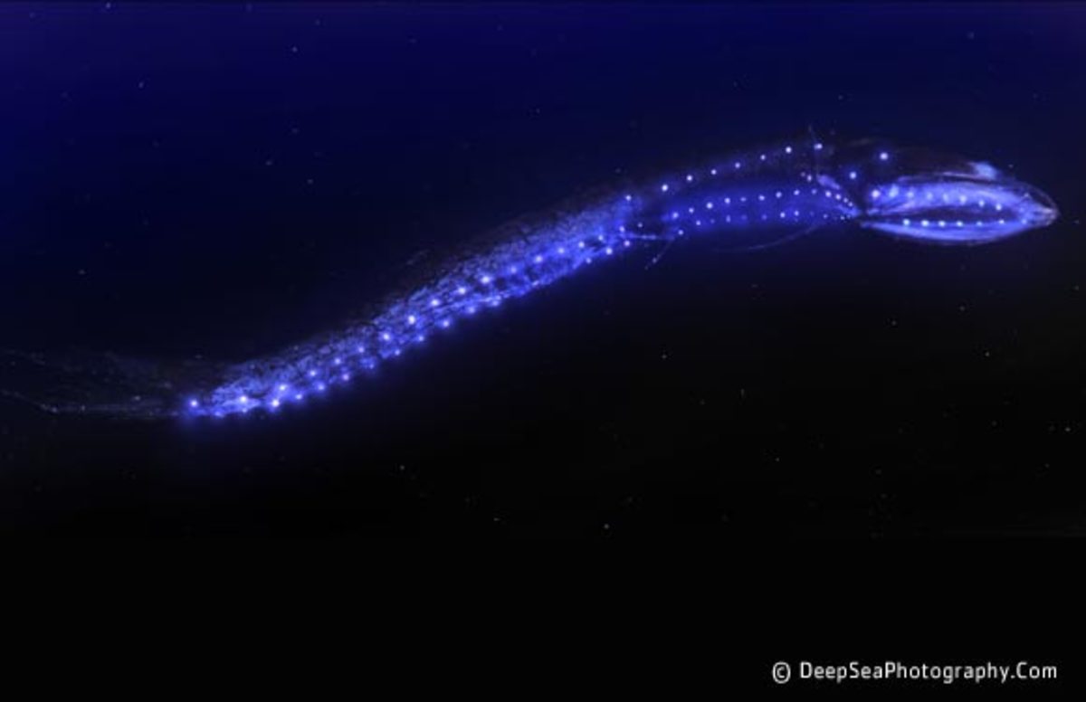Krill is a bioluminescent animal.