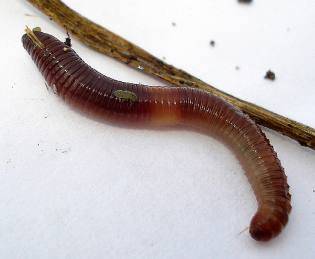 worm-101-earthworm-life-cycle-and-more