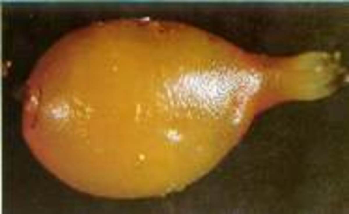 earthworm egg image from dino.co.uk