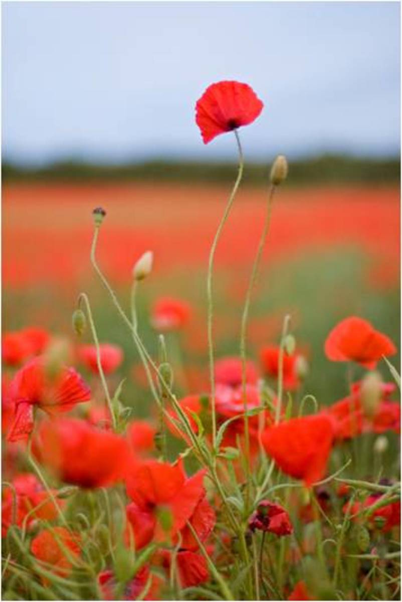 Harrison Bergeron by Kurt Vonnegut HubPages