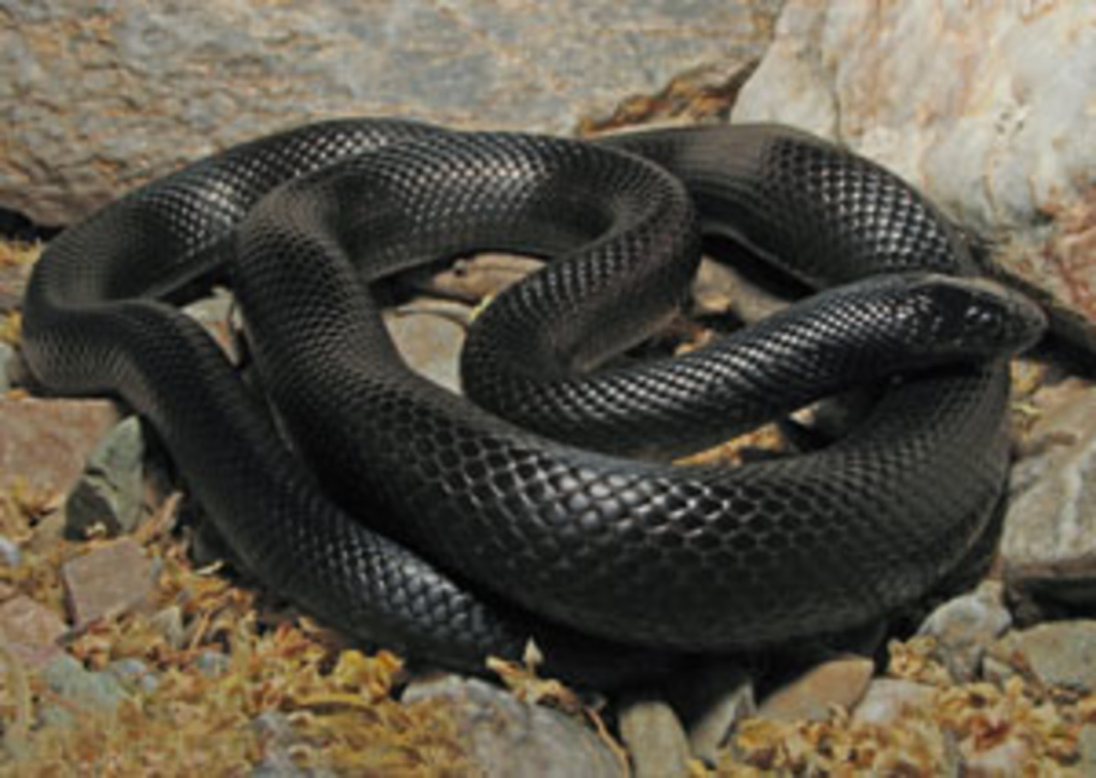 Black Desert Snake