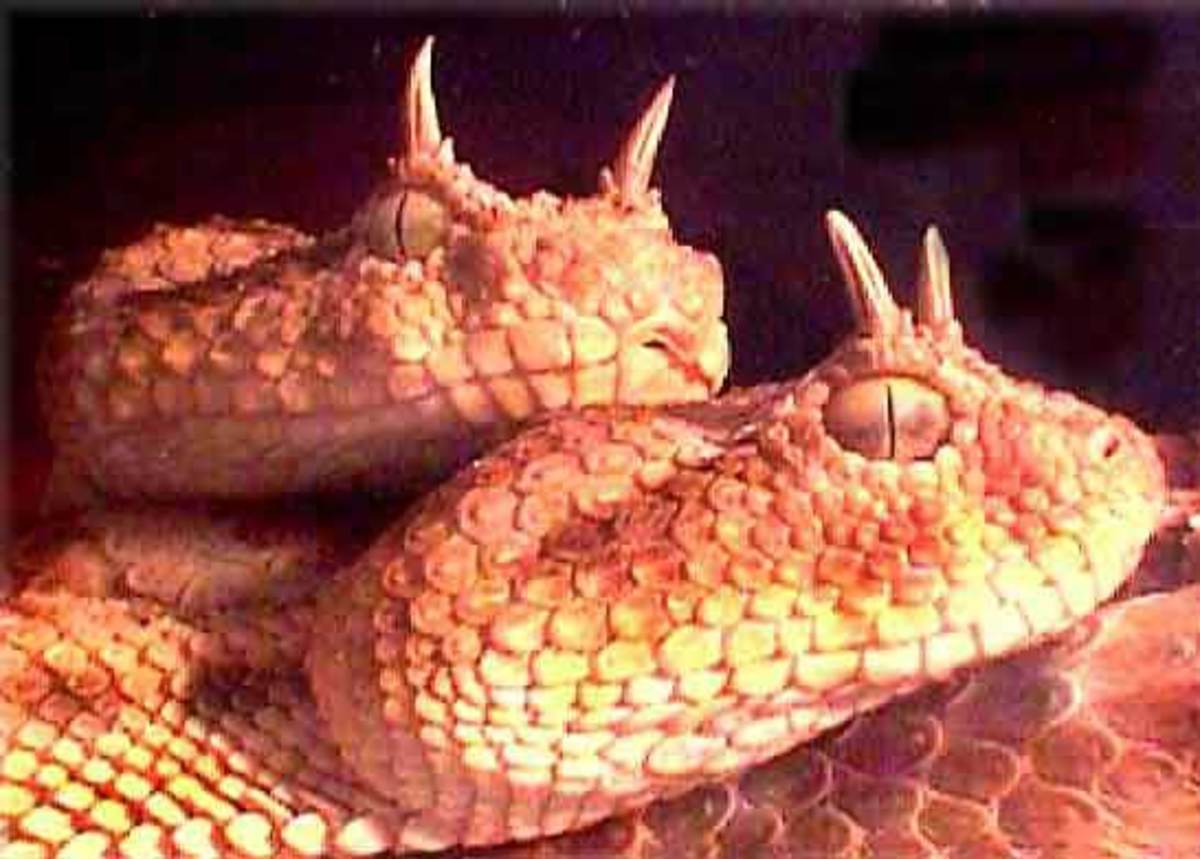 фото змеи с рогами