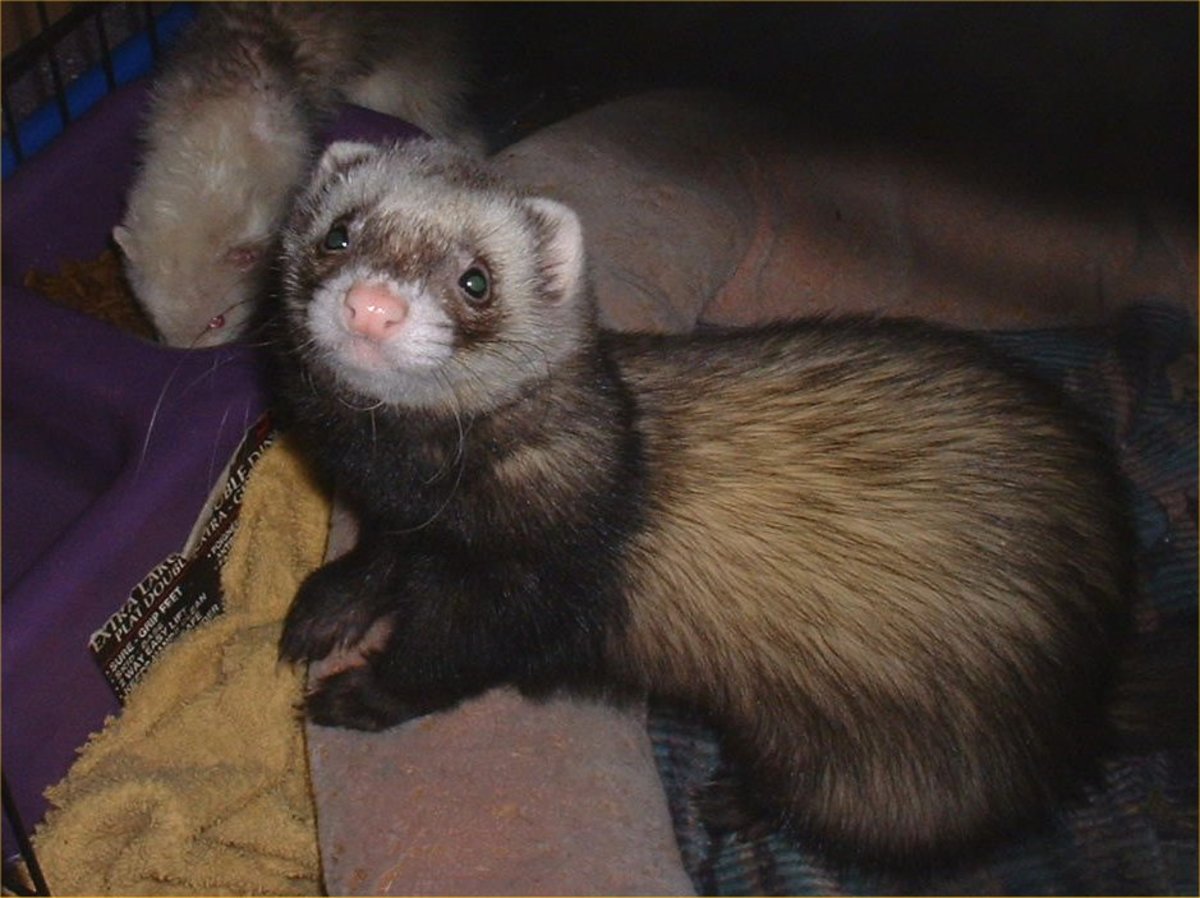 I must say..Frodo was my fav. He was gorgeous and so playful. I sure miss lil Frodo!