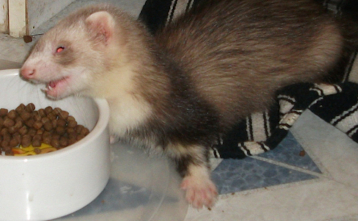 some-pros-and-cons-when-owning-a-ferret