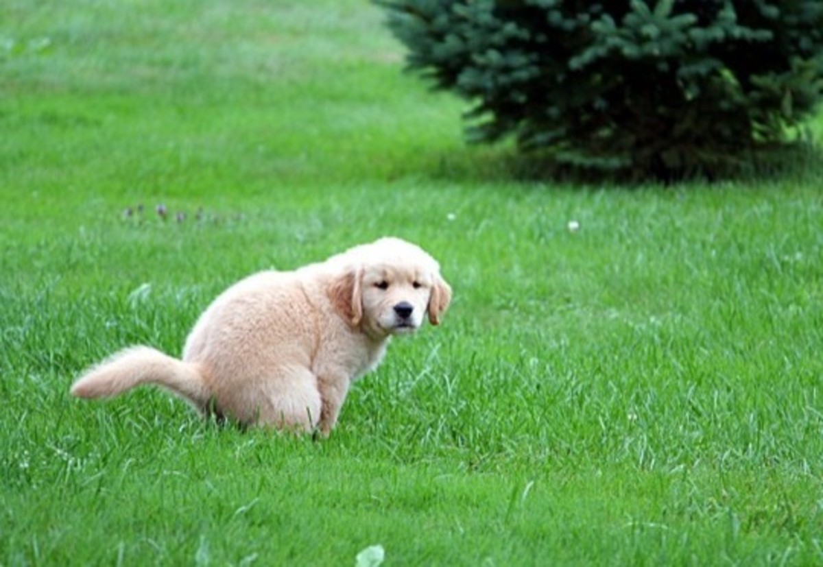 how-to-potty-train-a-puppy-completely