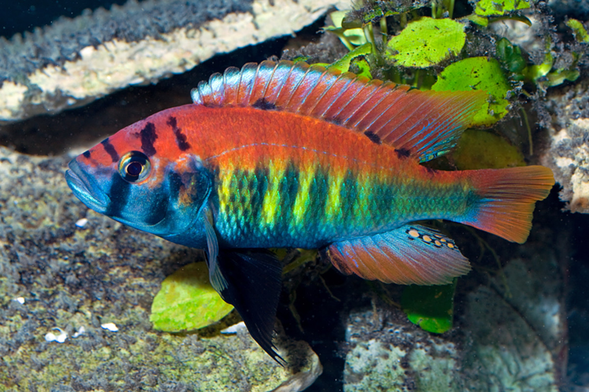 How To Breed Convict Cichlids