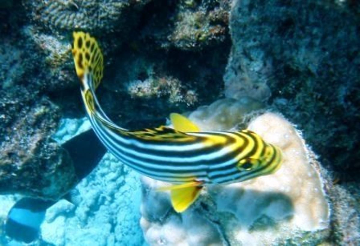 diving-bahamas