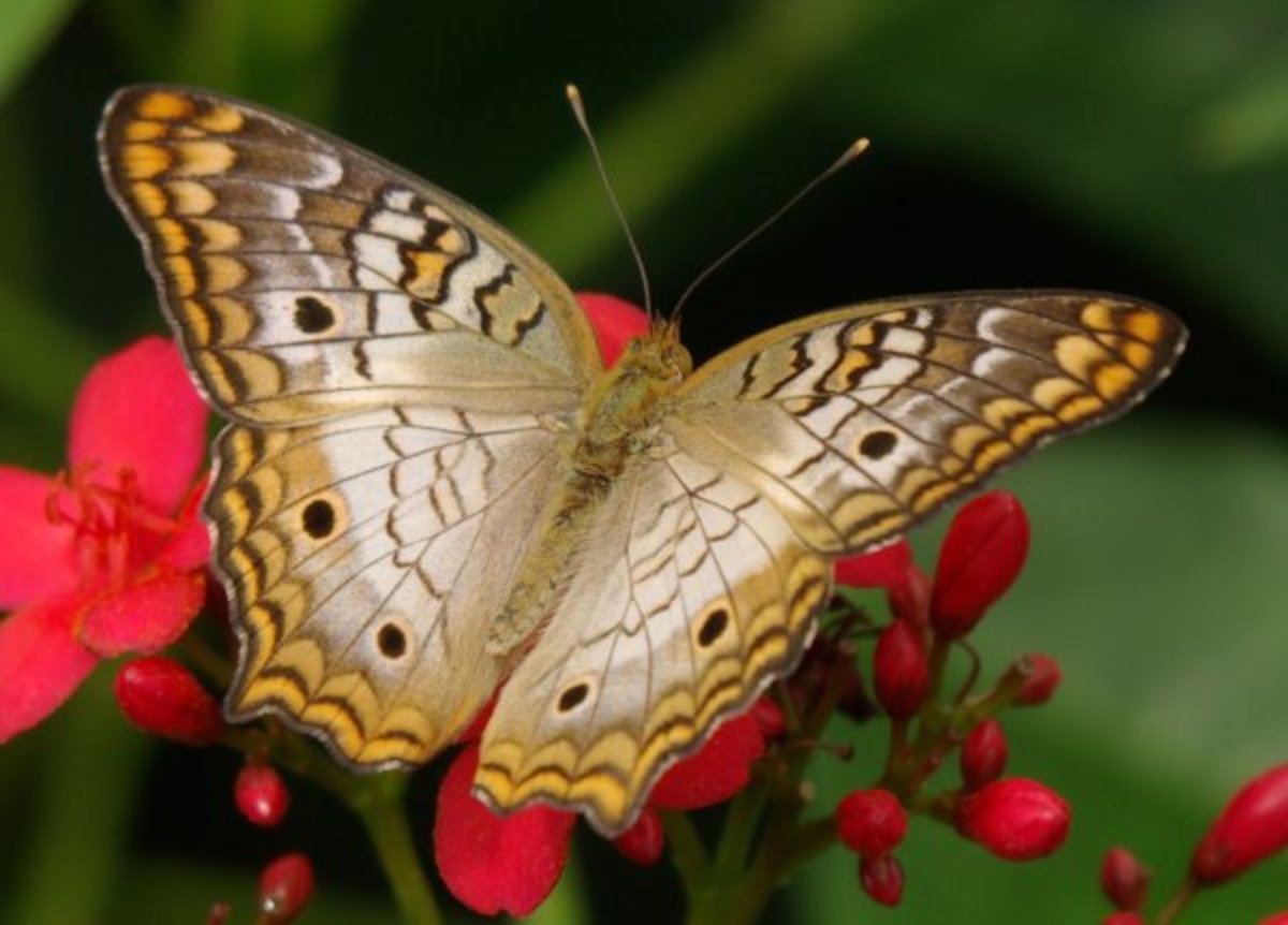The White Peacock Butterfly - Its Diet and Other Facts