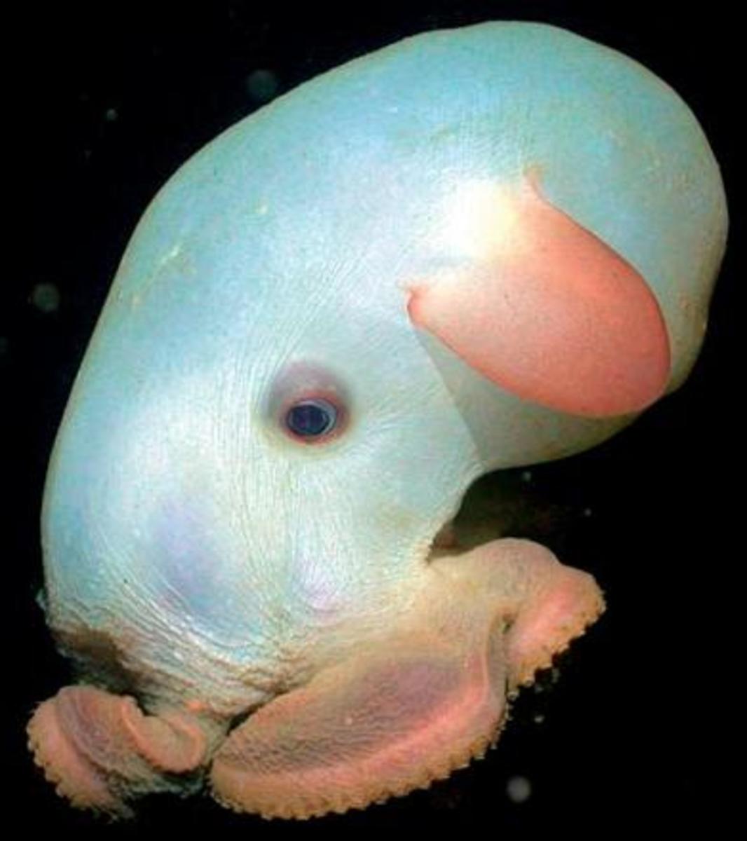Grimpoteuthis, a type of Dumbo octopus (up to 5 feet), lives in every ocean, near the bottom