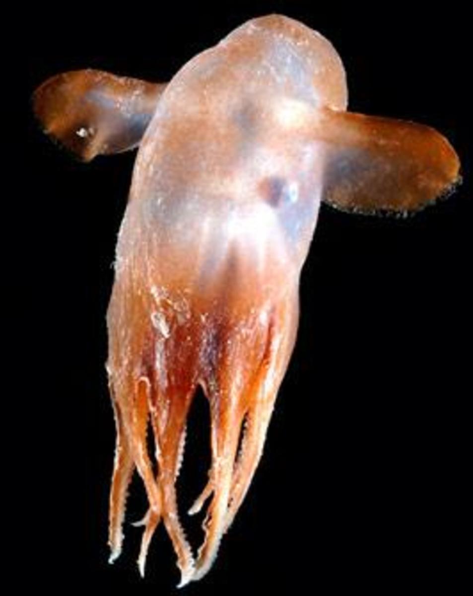 This Grimpoteuthis octopus found over the Mid-Atlantic Ridge