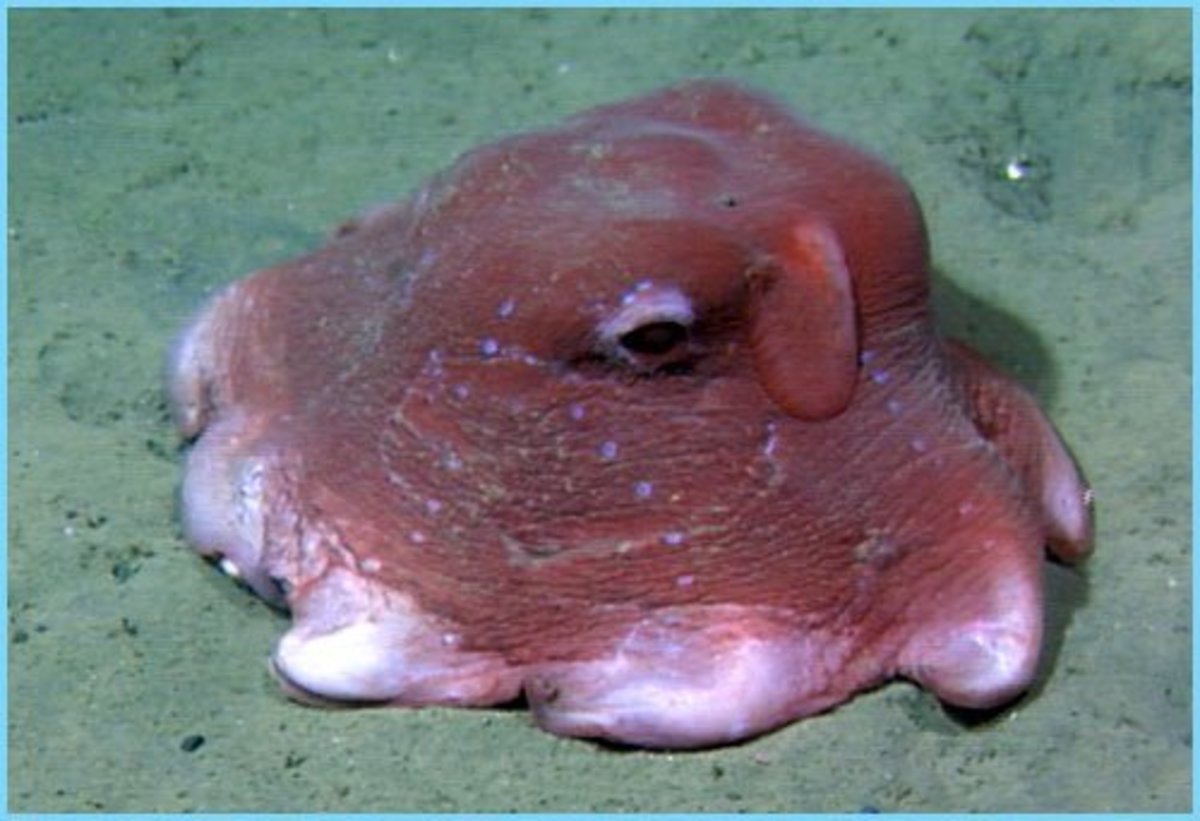 Opisthoteuthis Dumbo Octopus