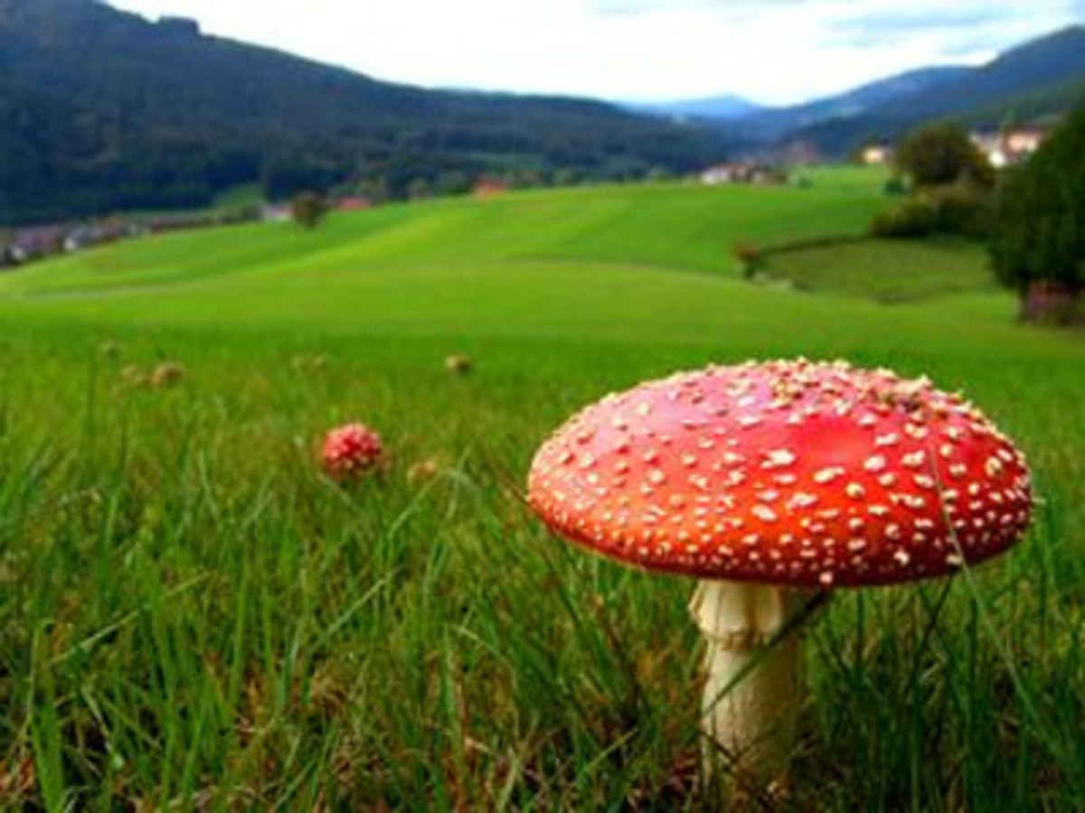 Amanita Muscaria Magical Mushrooms in Siberia - the mushoom is synthesised through reindeer to help make a potent chemical - the fly agaric still looks very beautiful in the wild