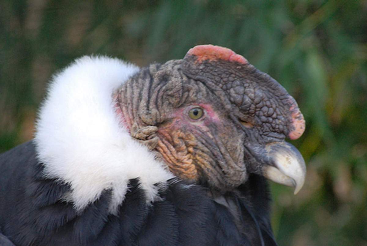 international-vulture-awareness-day