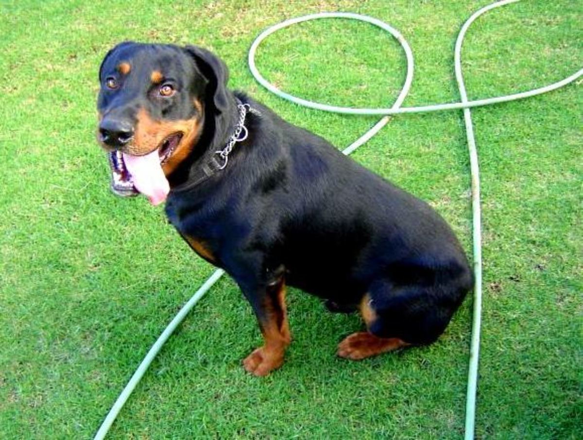 adorable rottweiler dog pic