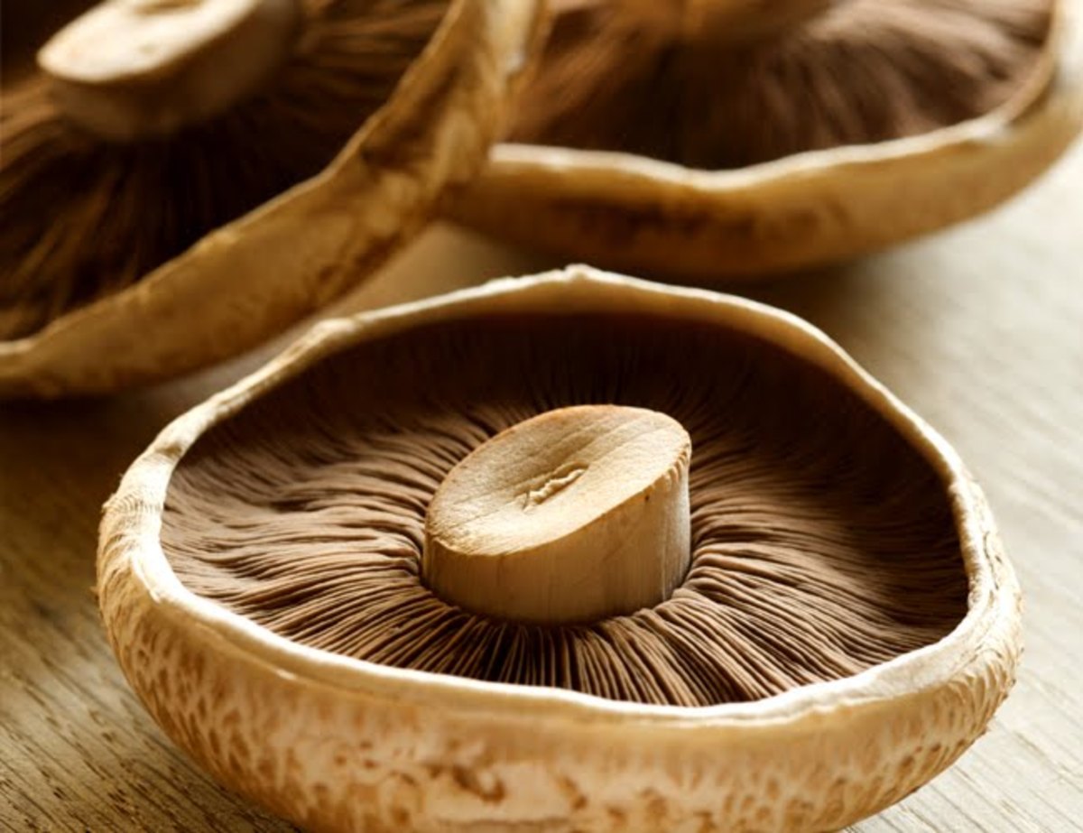 Portobello or Portabella mushrooms