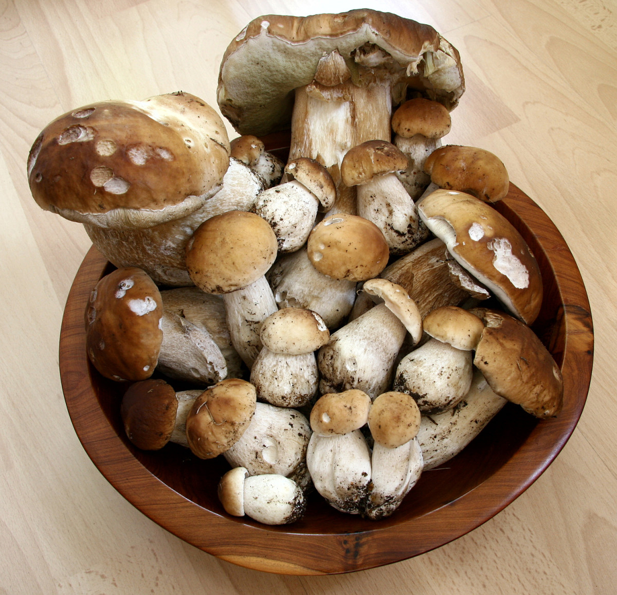 Porcini tend to vary considerably in size depending on their maturity.