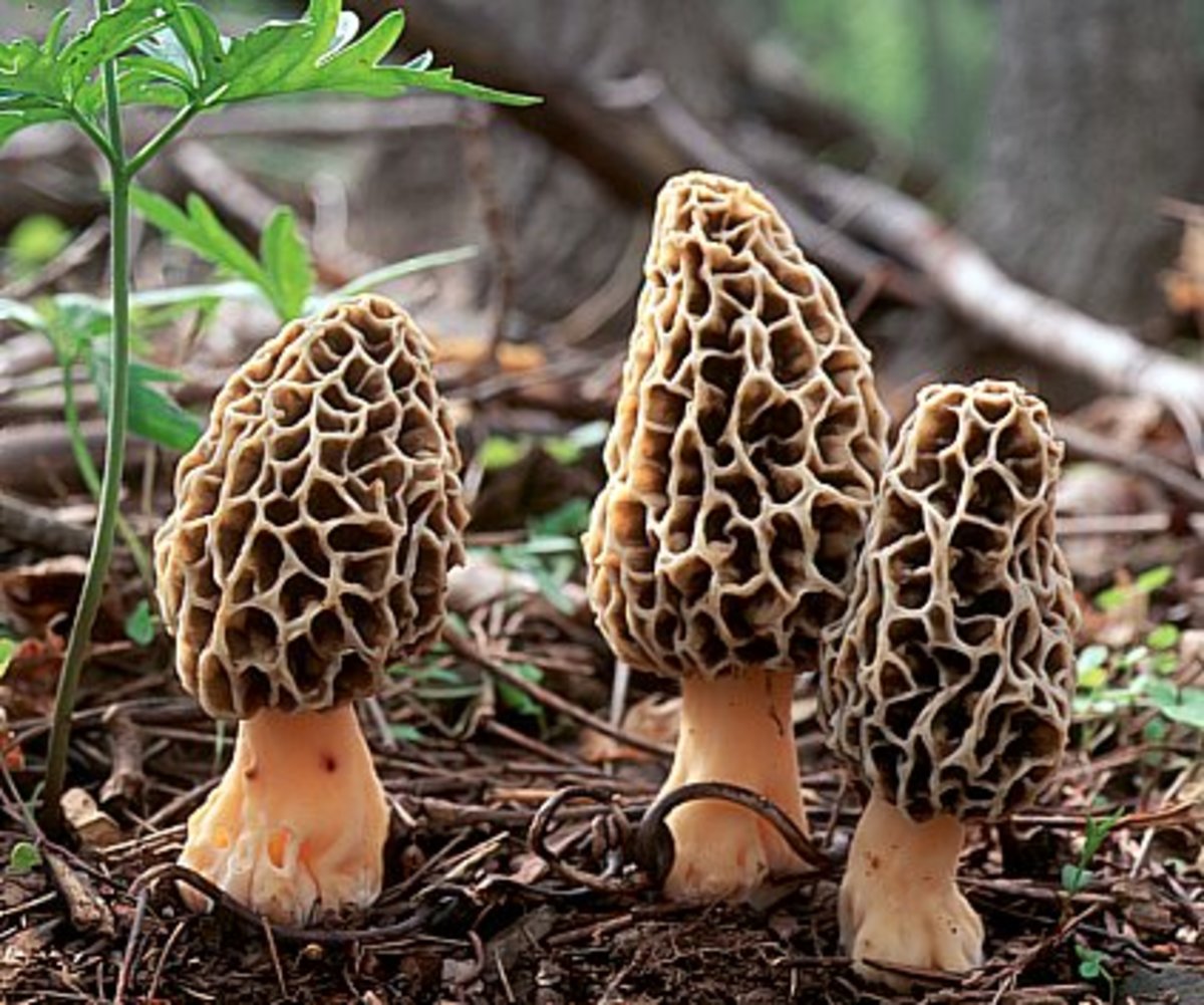 Morchella mushrooms