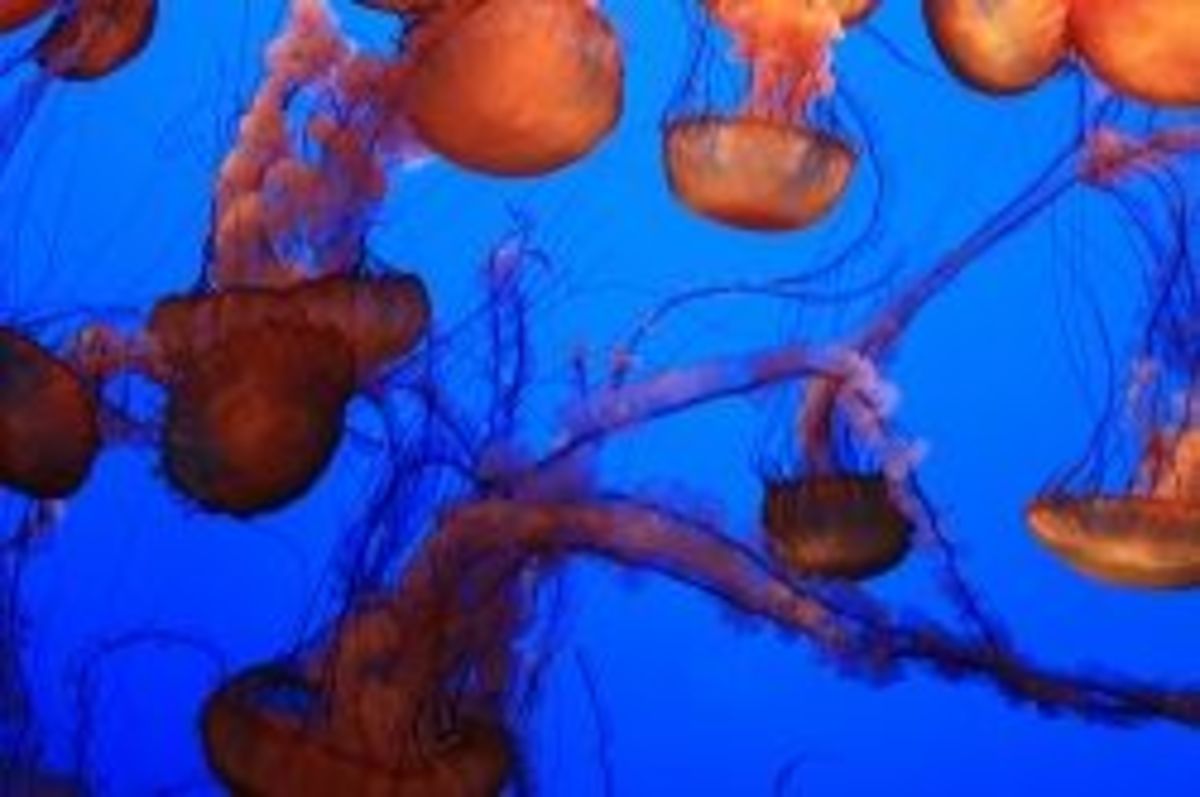 Jellyfish Pod