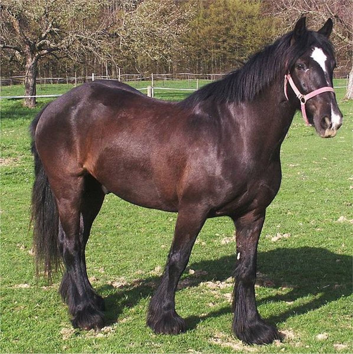 At 15. 2 hh, Shakespeare is bigger than the typical Dales Pony.