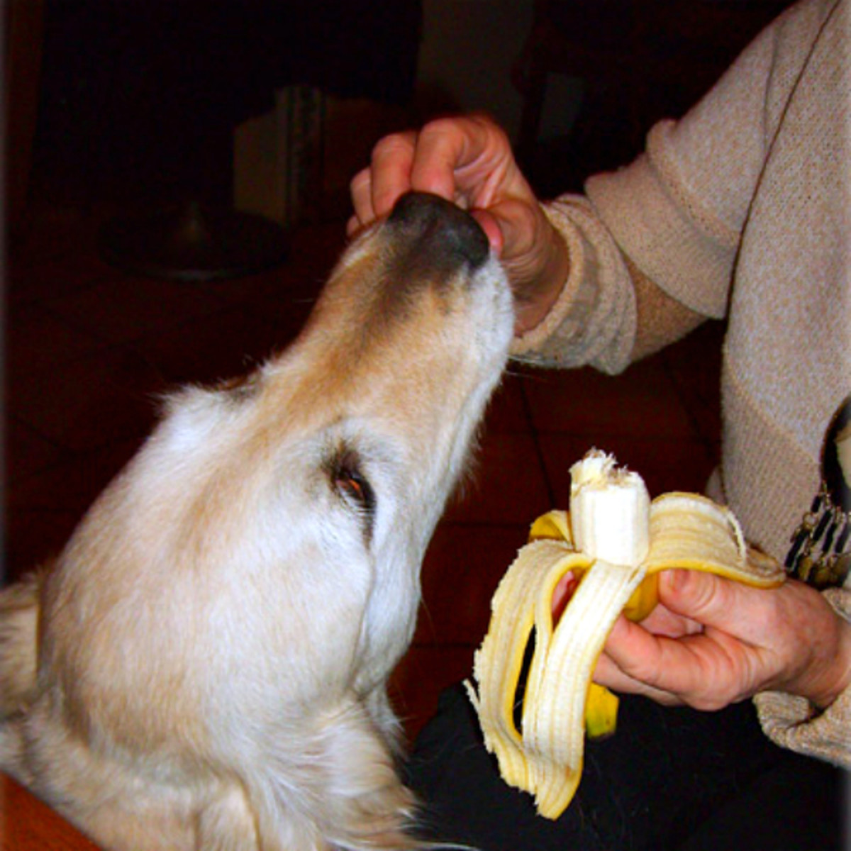 Dog eating bananas
