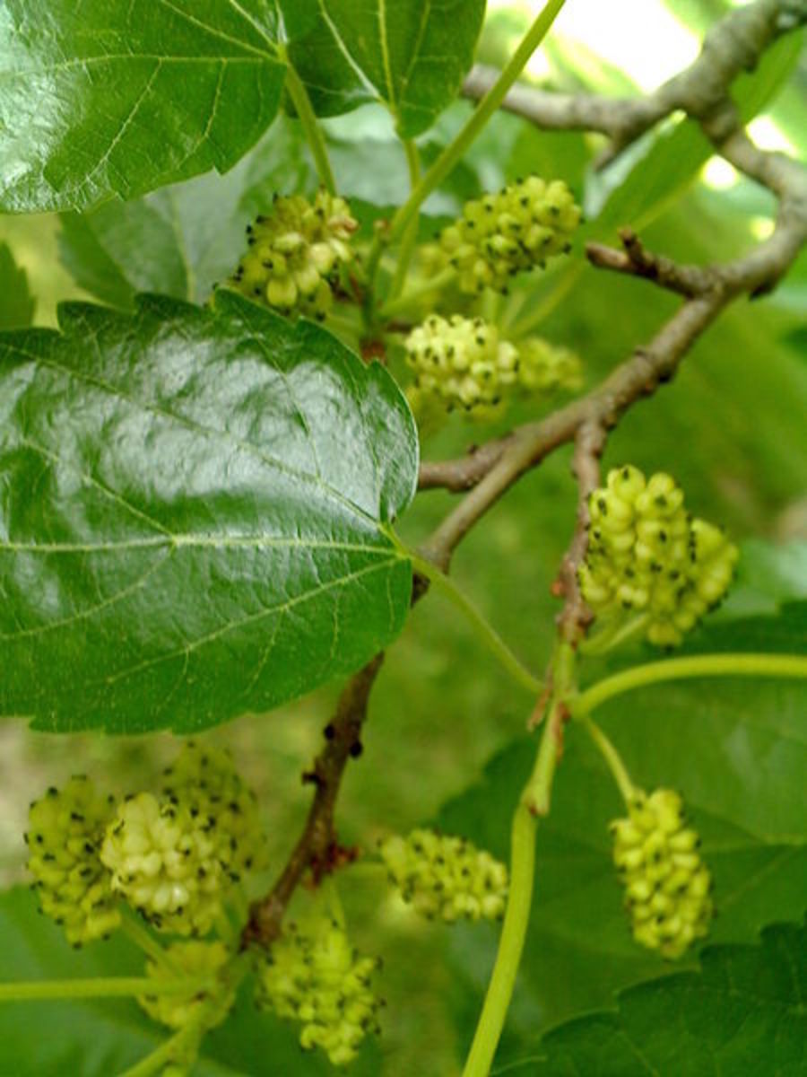 benefits-of-mulberry