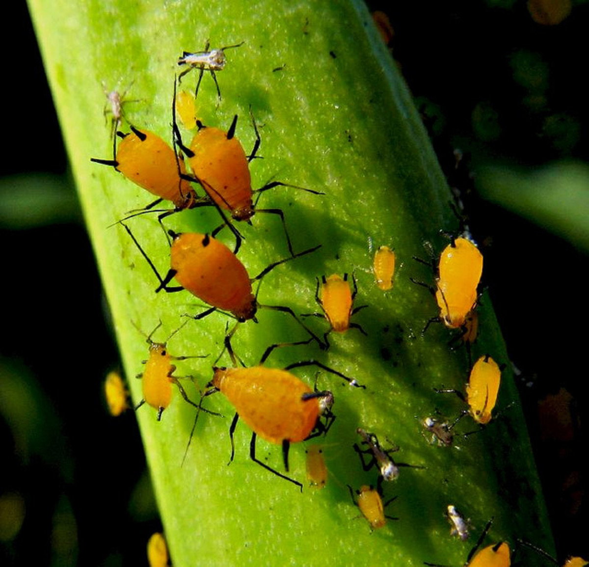 Close up of Milkweed Aphids.