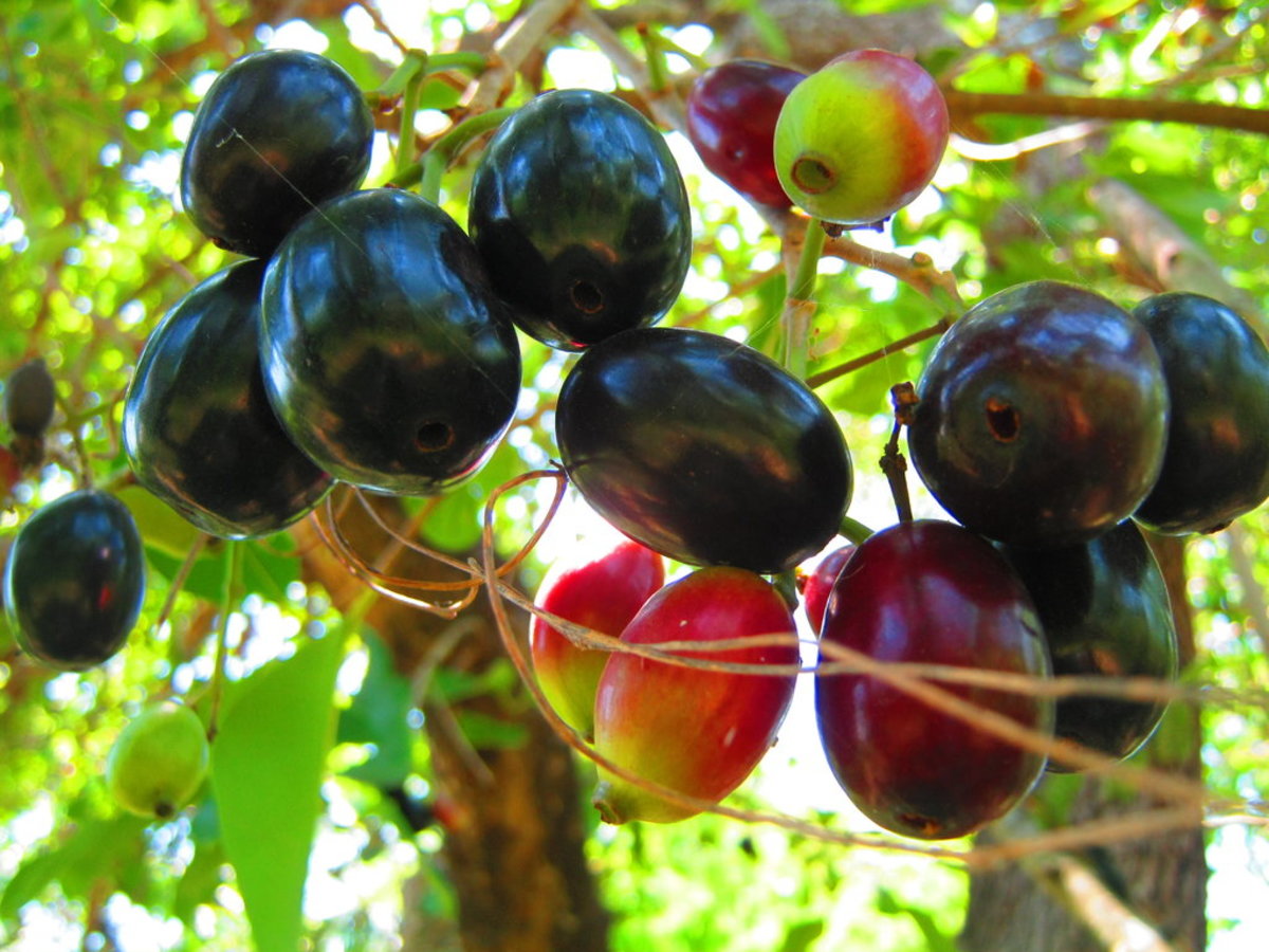 Black plum (Duhat)