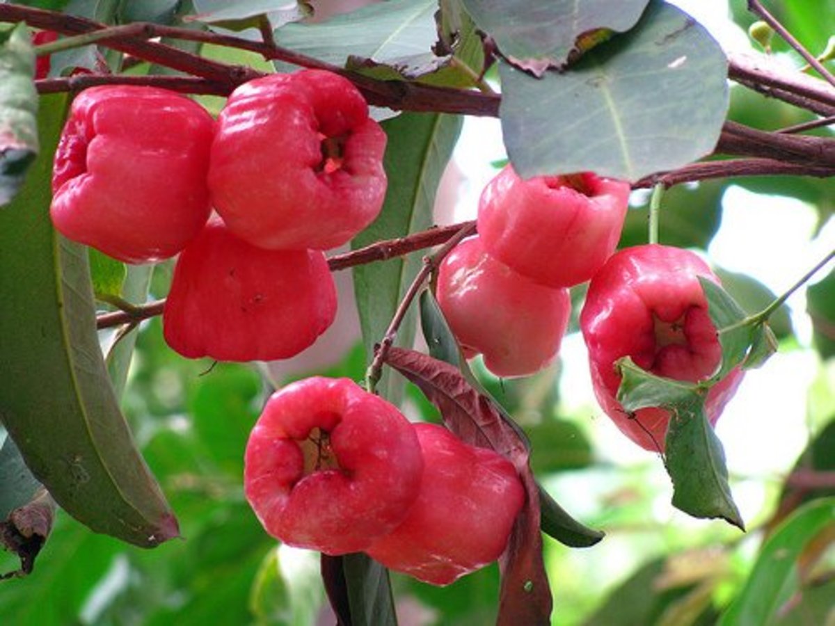 Malay apple (makopa)